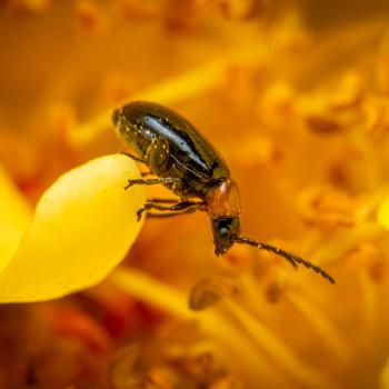 Daffodil Leaf-beetle