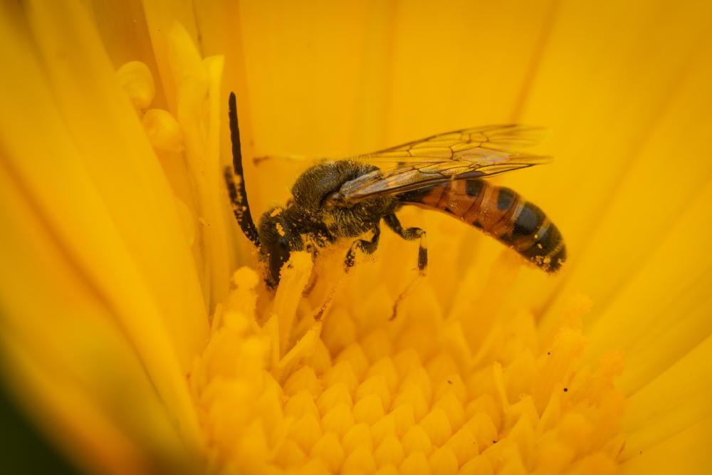 Dark-winged Sweat Bee