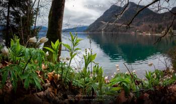 Wood Anemones at Walchensee