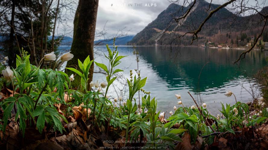 My view of the real world: 'Wood Anemones at Walchensee'