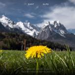 Zugspitze and dandelion