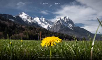 Zugspitze and dandelion