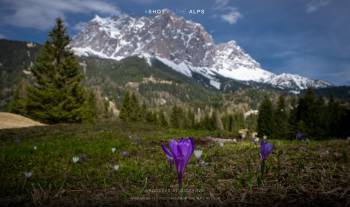 Crocuses at Zugspitze