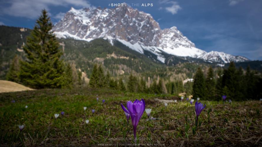 My view of the real world: 'Crocuses at Zugspitze'