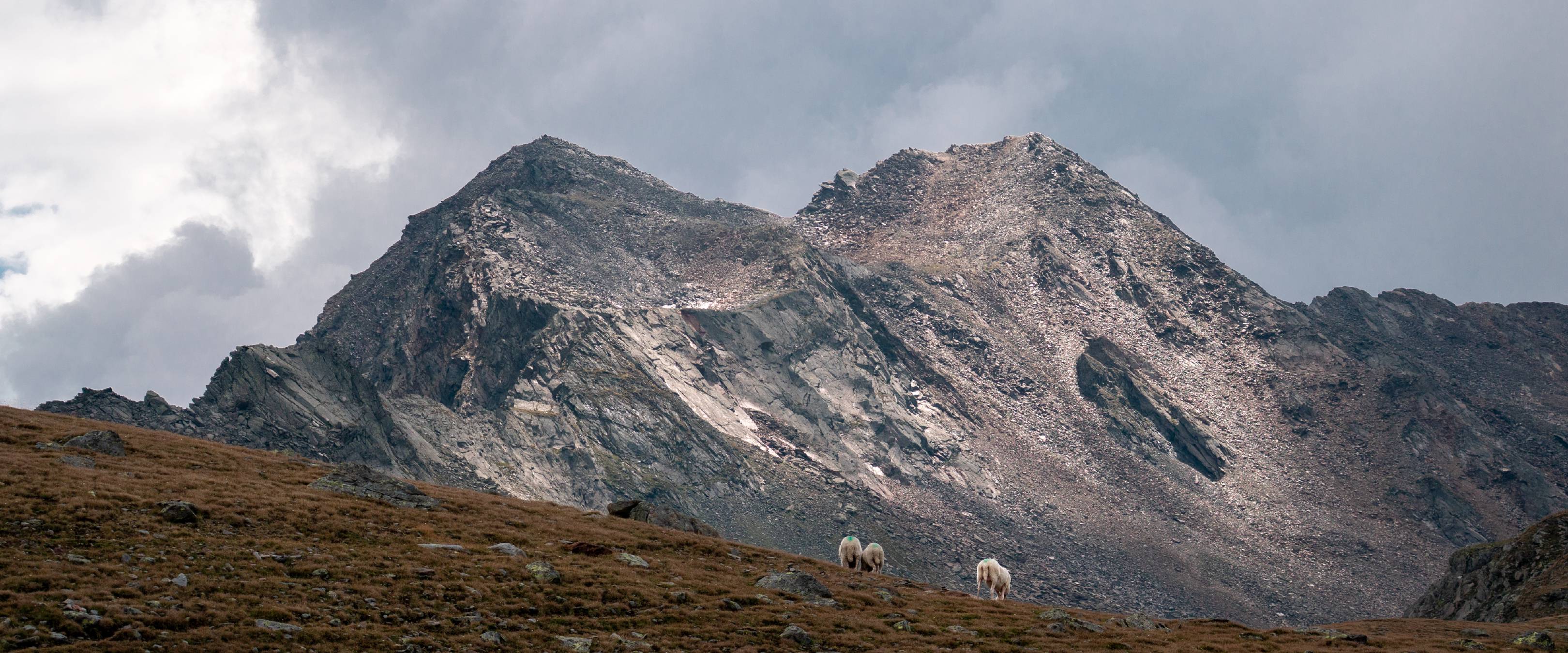 Three sheep at the Timmelsjoch