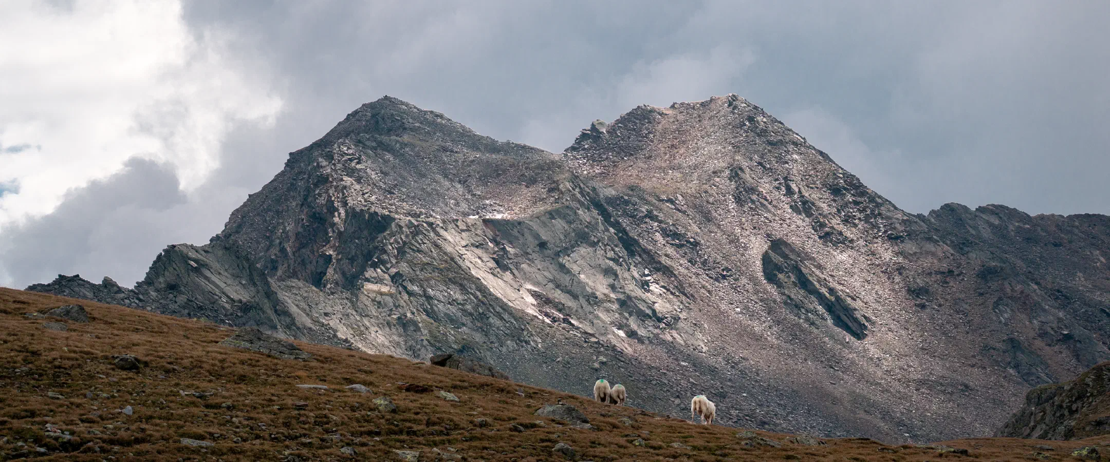 Three sheep at the Timmelsjoch