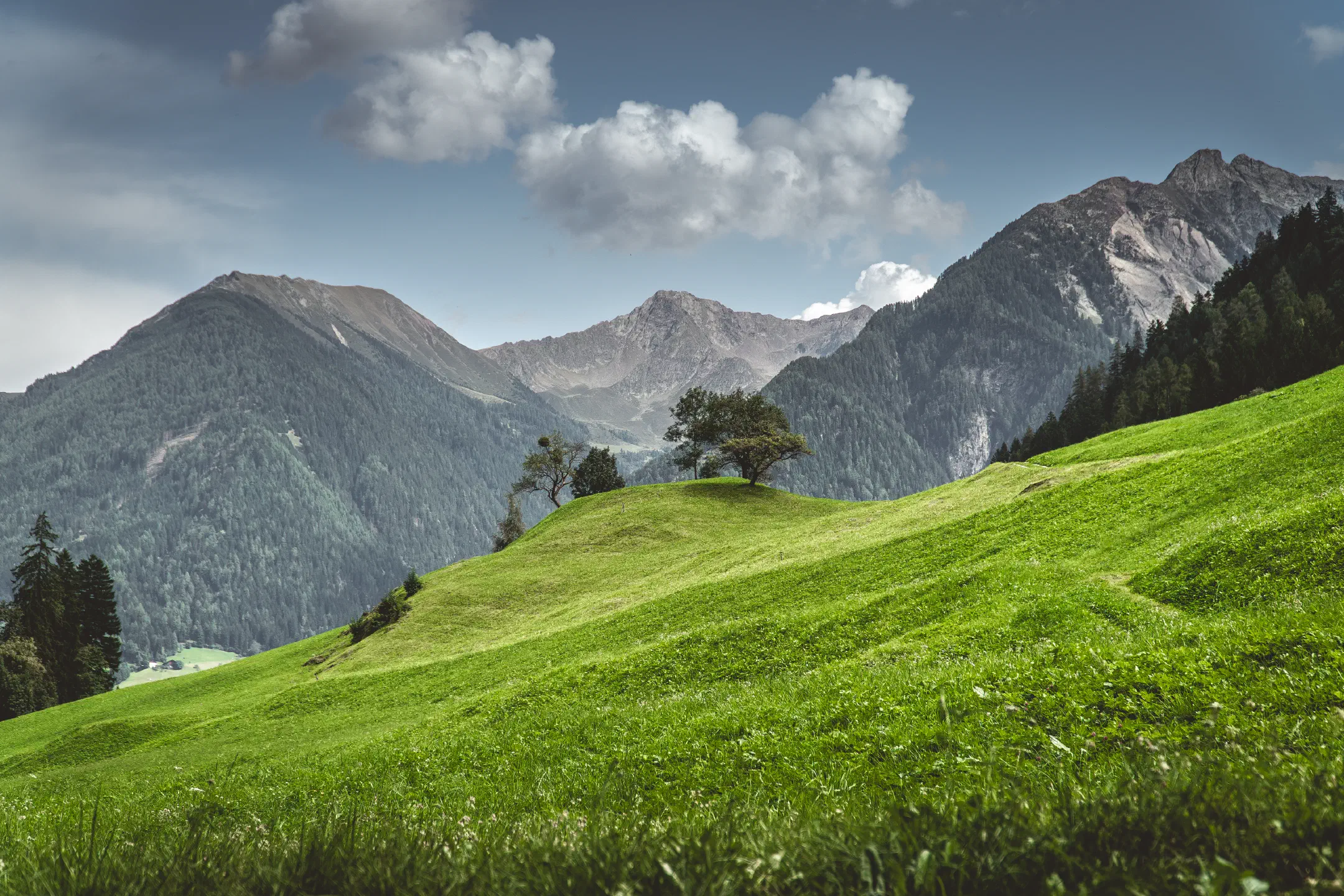 Meadows in Passer valley, South Tyrol