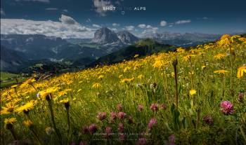 Flower meadow at Seceda-Alm