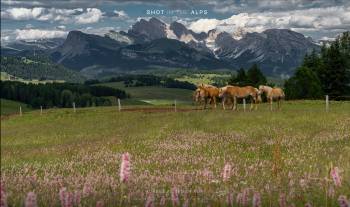 Horses at Seiser Alm