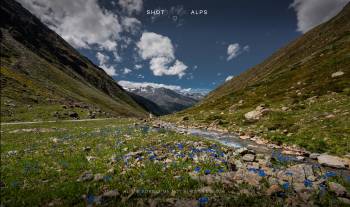 Alpine Forget-me-not at Timmelsbach