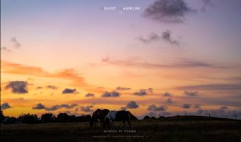 Horses at dinner | 1/80s * f4.5 * ISO 500 * 70mm - FE 70-300mm F4.5-5.6 G OSS - Sony α7 III Horses at dinner