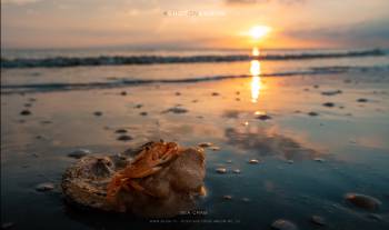 Sea Crab | 1/125s * f11 * ISO 1000 * 24mm - FE 24mm F1.4 GM - Sony α7 IV Sea Crab
