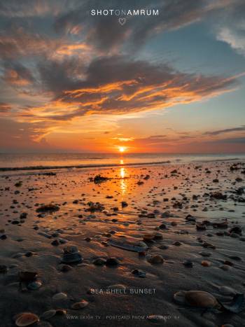 Sea Shell Sunset