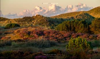 Amrum's heather