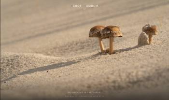 Mushrooms in the dunes