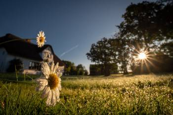 Amrum Morning Dew | 1/125s * -- * ISO 125 * -- - Laowa 10-18mm F4.5-5.6 FE - Sony α7 IV Amrum Morning Dew