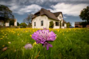 Widow Flower | 1/250s * -- * ISO 500 * -- - Laowa 10-18mm F4.5-5.6 FE - Sony α7 IV Widow Flower