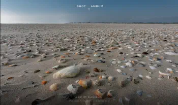 A Sea of Seashells