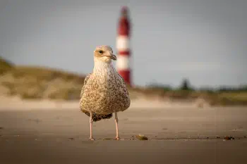 Seagull and Lighthouse