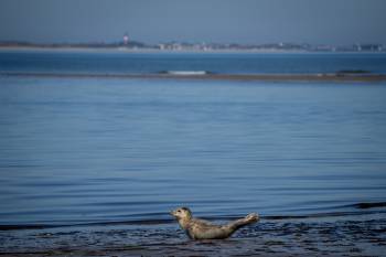 Seal and Sylt | 1/1000s * f5.6 * ISO 100 * 198mm - FE 70-300mm F4.5-5.6 G OSS - Sony α7R V Seal and Sylt