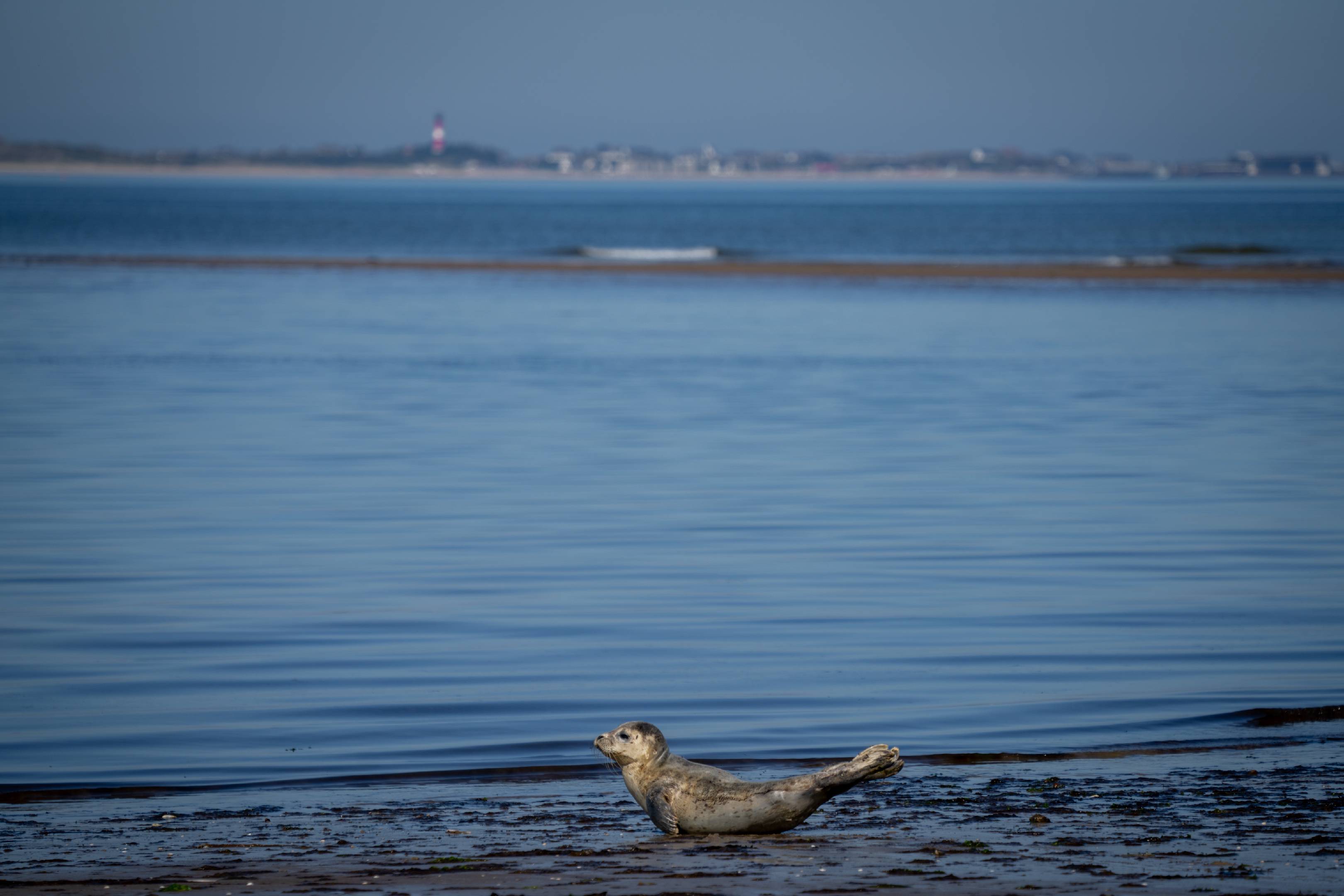 Seal and Sylt
