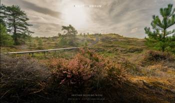 Heather Morning Mood | 1/60s * f13 * ISO 250 * 14mm - 14-24mm F2.8 DG DN | Art 019 - Sony α7R II Heather Morning Mood