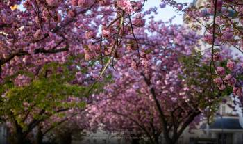 Blooming Trees