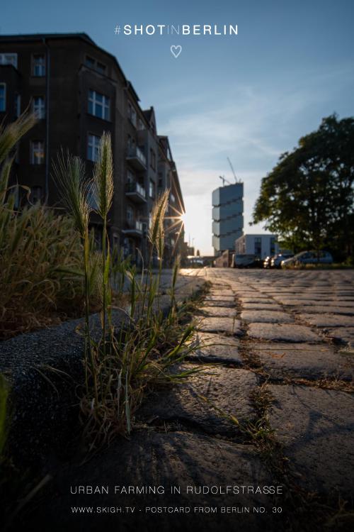My view of the real world: 'Urban Farming in Rudolfstraße'