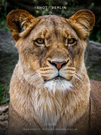 Lioness | 1/500s * f5.6 * ISO 500 * 300mm - FE 70-300mm F4.5-5.6 G OSS - Sony α7R V Lioness