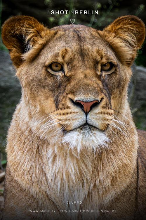 My view of the real world: 'Lioness'