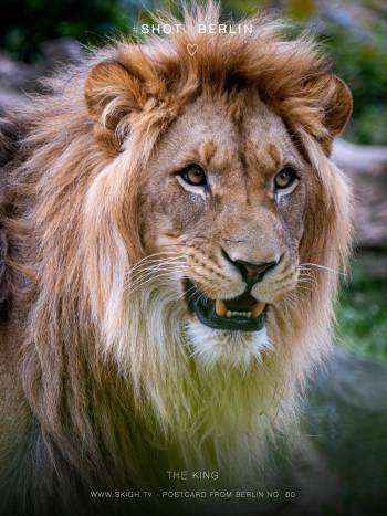 The king | 1/500s * f5.6 * ISO 800 * 300mm - FE 70-300mm F4.5-5.6 G OSS - Sony α7R V The king