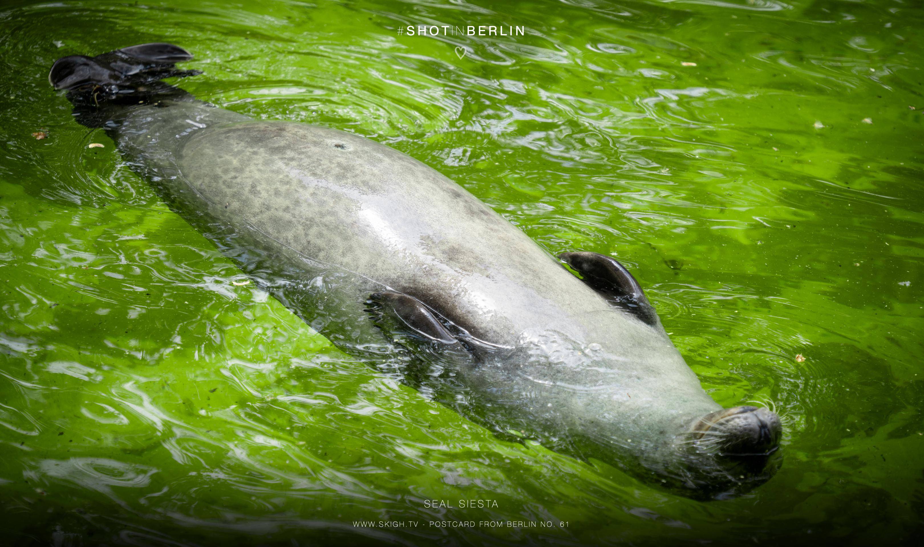 Seal siesta | 1/500s * f5.6 * ISO 250 * 176mm - FE 70-300mm F4.5-5.6 G OSS - Sony α7R V Seal siesta