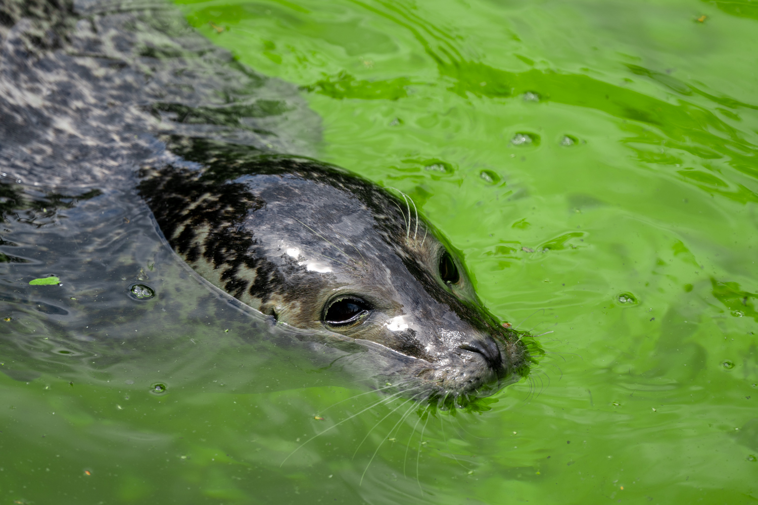 Seal siesta