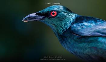 Asian Glossy Starling