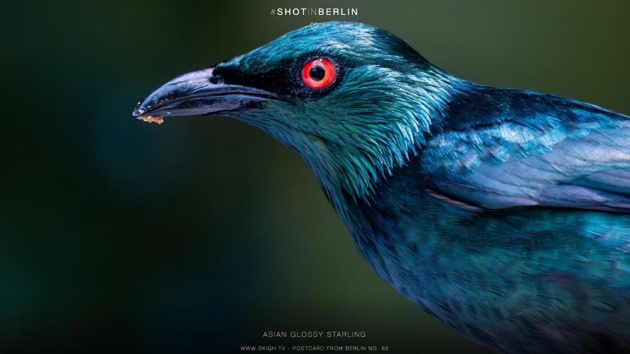 My view of the real world: 'Asian Glossy Starling'