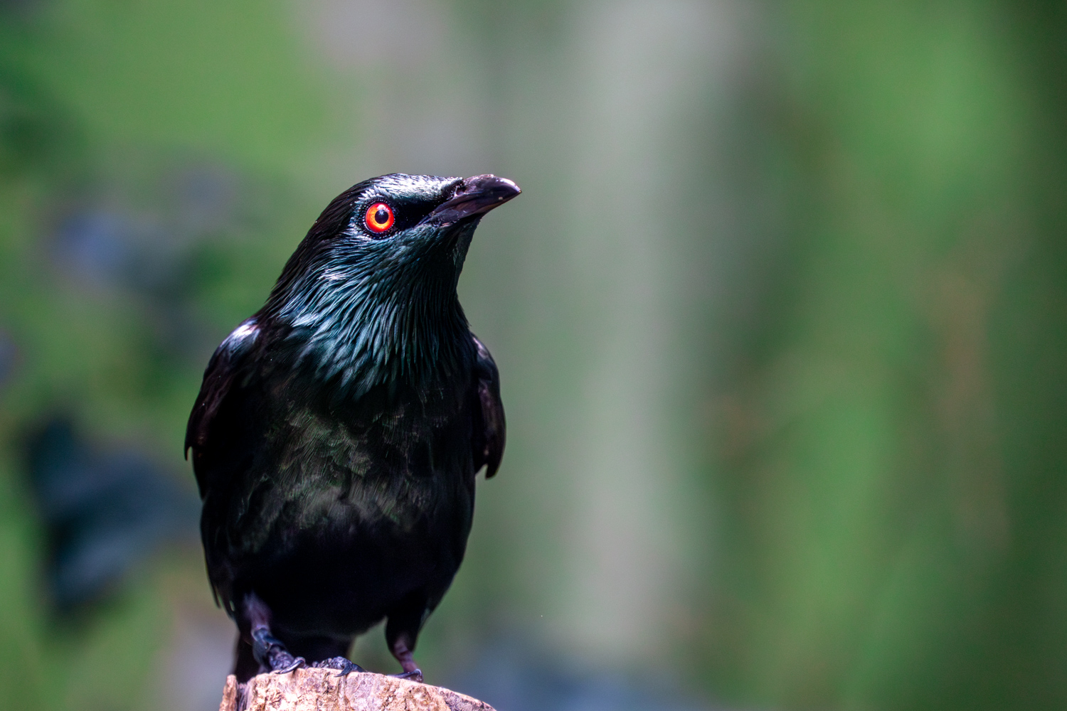 Asian Glossy Starling