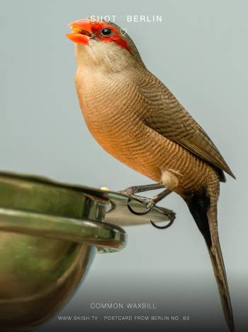 Common waxbill