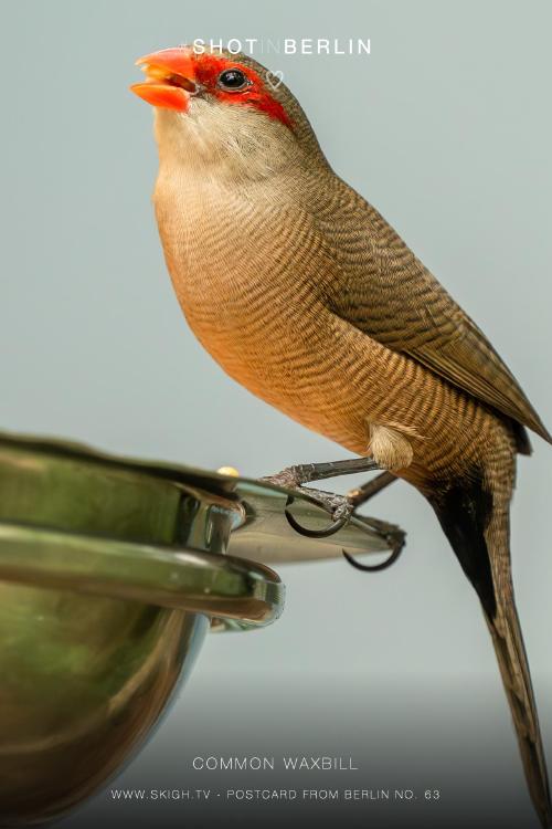 My view of the real world: 'Common waxbill'