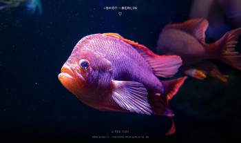 A red fish | 1/125s * f2.8 * ISO 3200 * 24mm - FE 24mm F1.4 GM - Sony α7 IV A red fish
