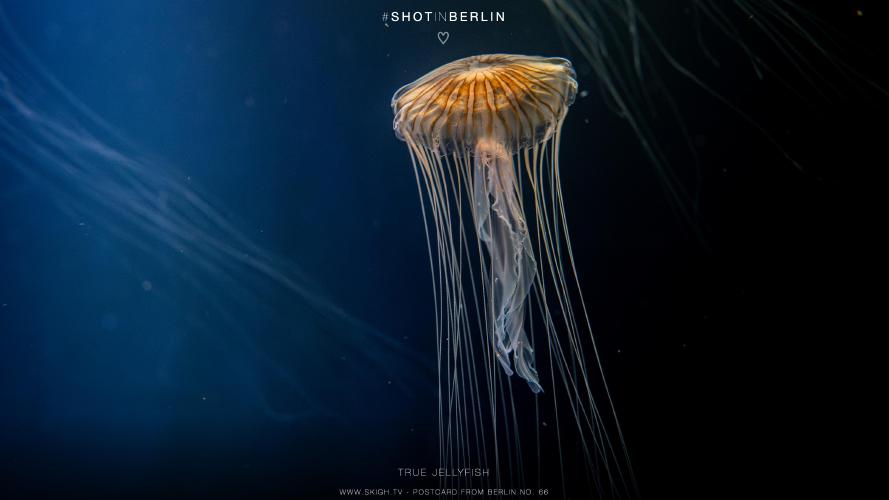 My view of the real world: 'True jellyfish'