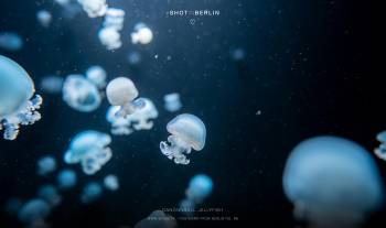 Cannonball jellyfish | 1/125s * f2.8 * ISO 800 * 24mm - FE 24mm F1.4 GM - Sony α7 IV Cannonball jellyfish