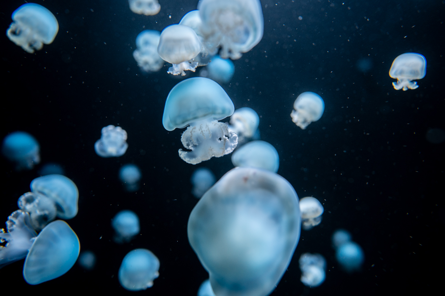 Cannonball jellyfish