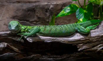 Emerald tree monitor