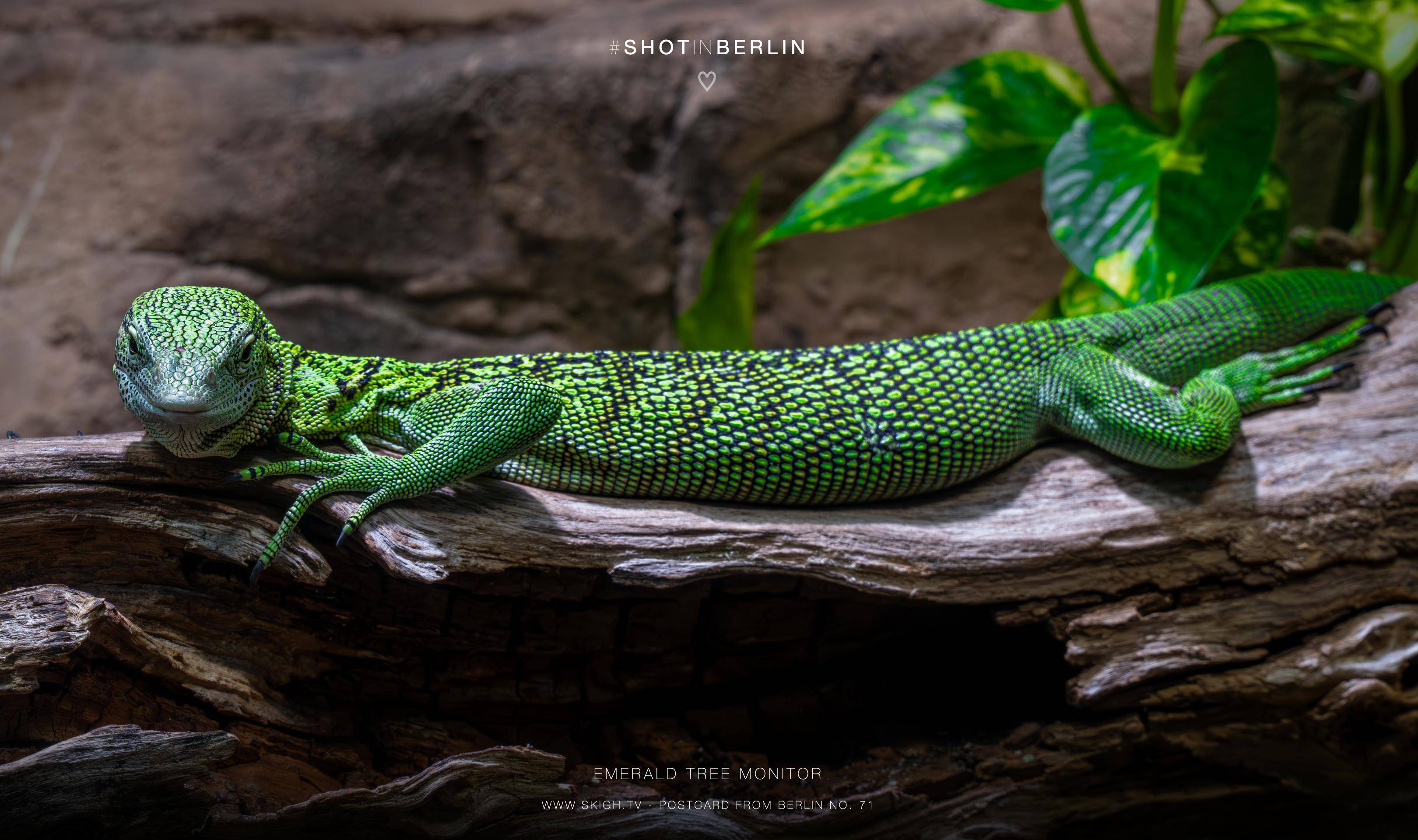 Emerald tree monitor | 1/250s * f14 * ISO 4000 * 188mm - FE 70-300mm F4.5-5.6 G OSS - Sony α7R V Emerald tree monitor