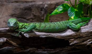 Emerald tree monitor