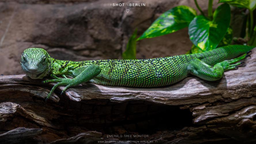 My view of the real world: 'Emerald tree monitor'