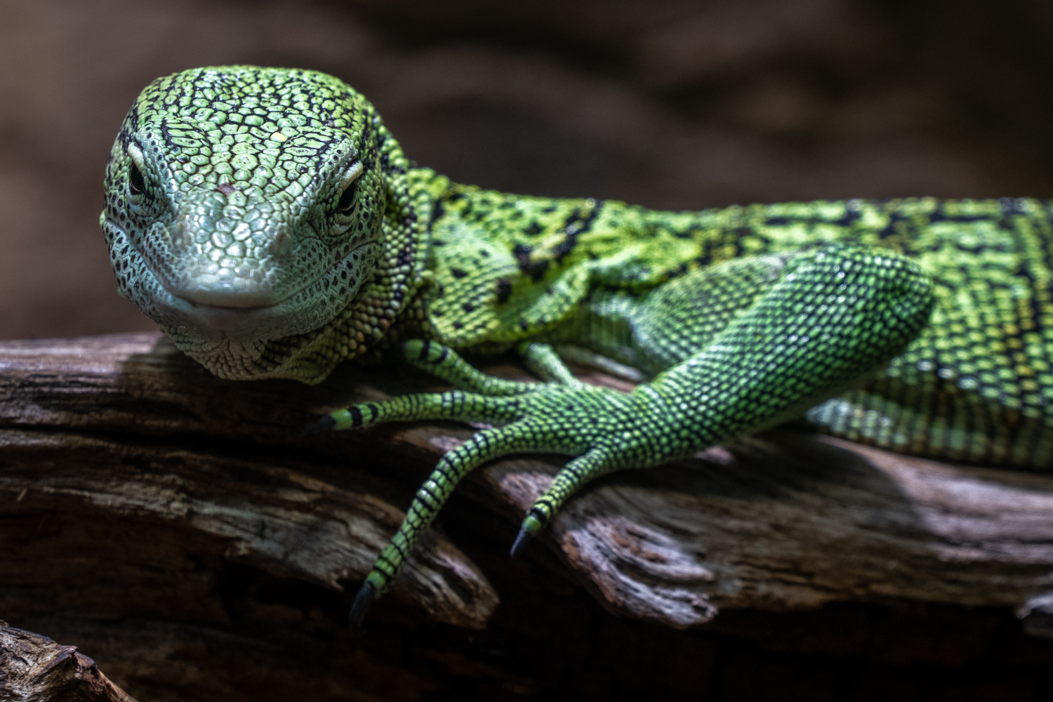 Emerald tree monitor