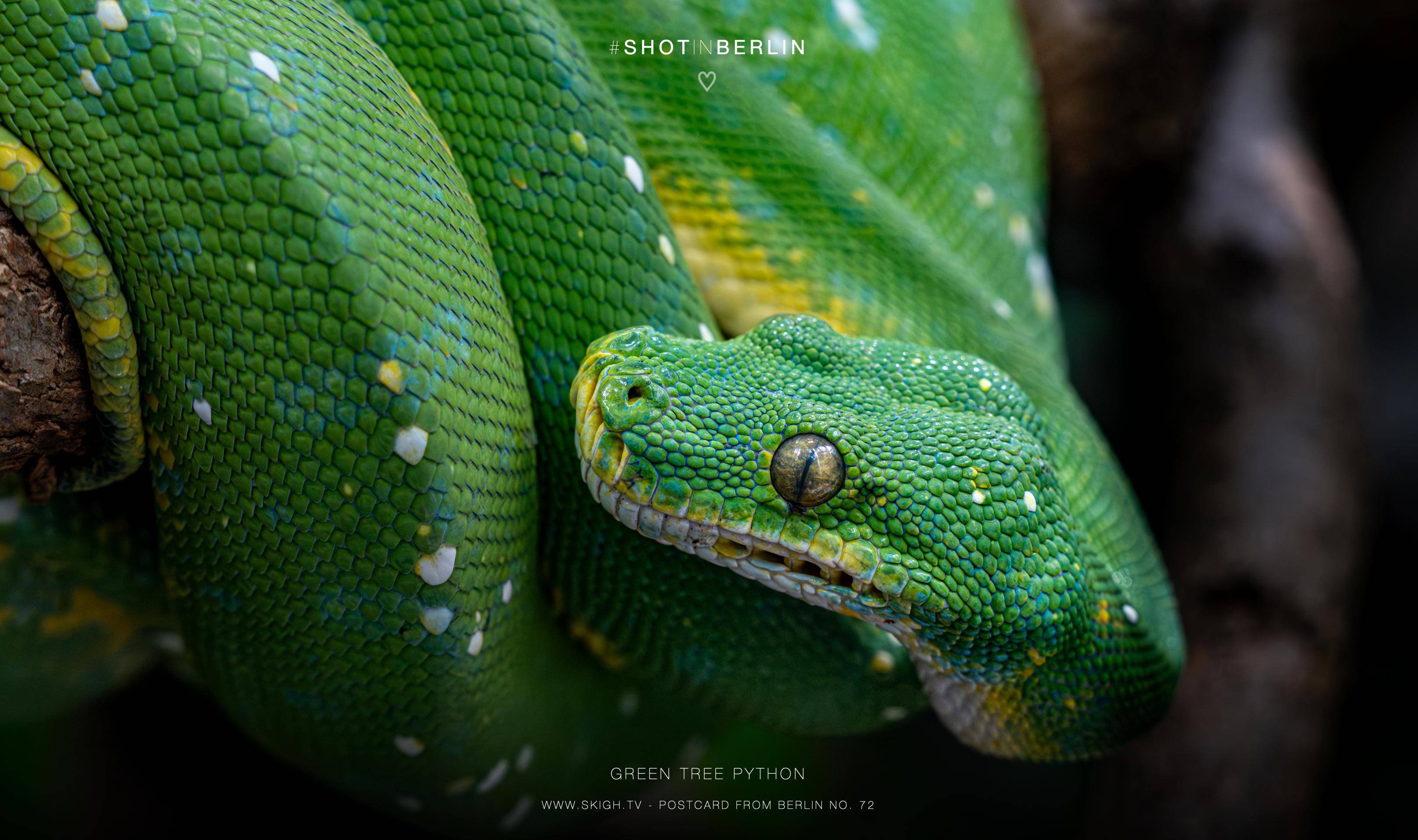 Green tree python | 1/250s * f9 * ISO 6400 * 203mm - FE 70-300mm F4.5-5.6 G OSS - Sony α7R V Green tree python