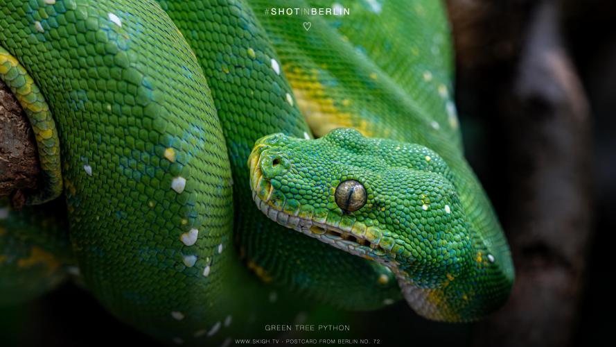 My view of the real world: 'Green tree python'