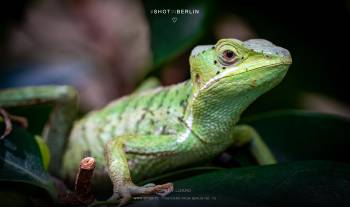 Green lizard | 1/250s * f9 * ISO 4000 * 300mm - FE 70-300mm F4.5-5.6 G OSS - Sony α7R V Green lizard